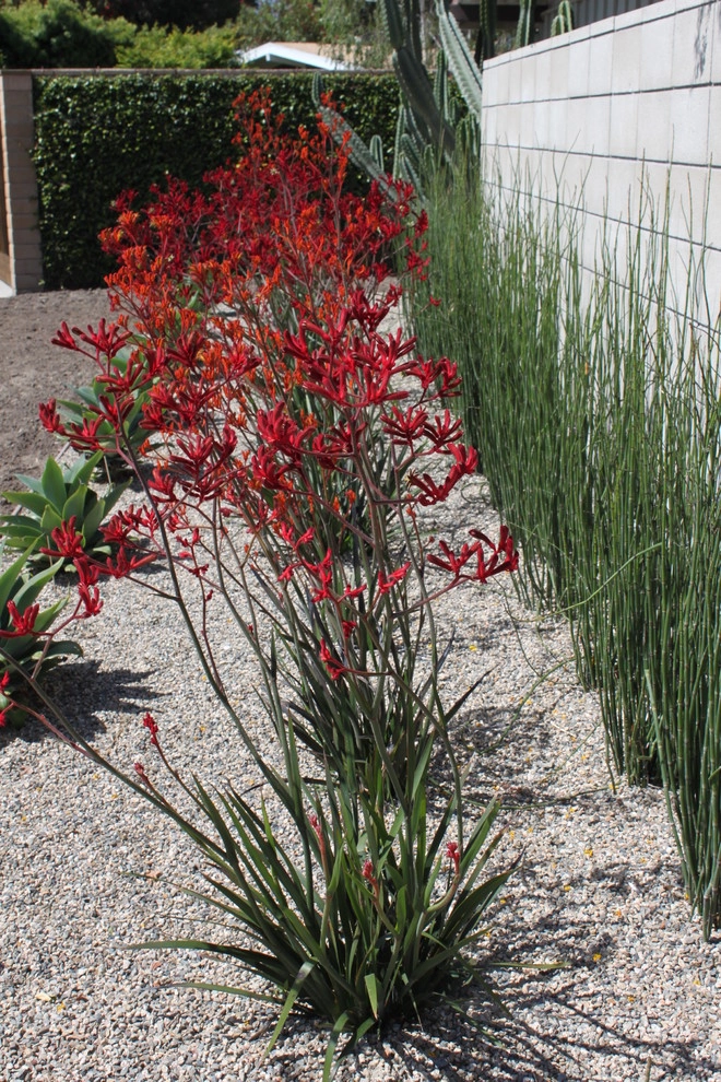 Cliff May Rancho 2 by Avenue 39 Landscape Design - Photo 7