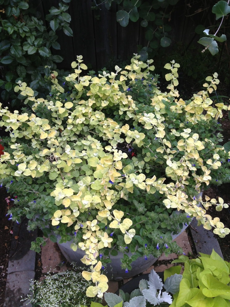 Utilizing Containers by B. Gardening Landscape Design - Photo 8