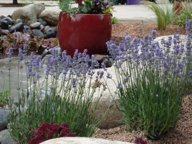 Mediterranean and Xeric by B. Gardening Landscape Design - Photo 10
