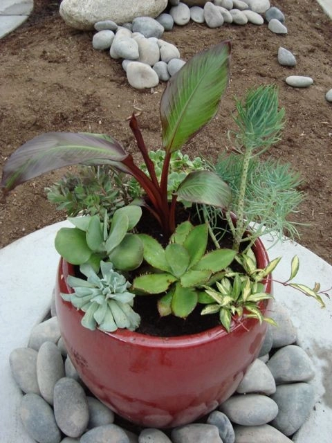 Mediterranean and Xeric by B. Gardening Landscape Design - Photo 3