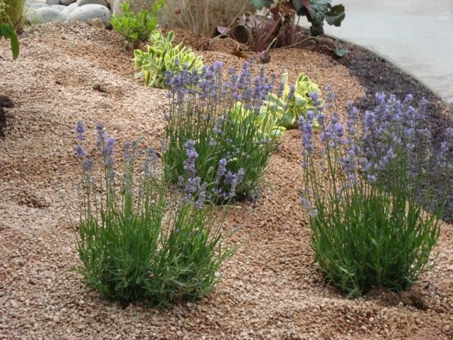 Mediterranean and Xeric by B. Gardening Landscape Design - Photo 6