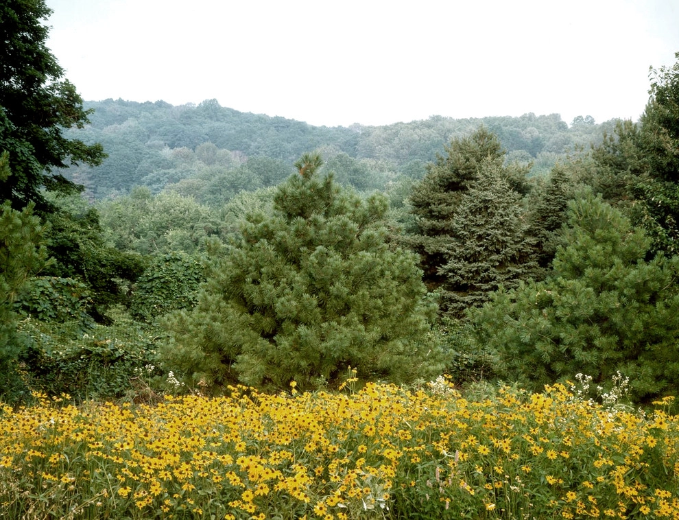 Crabapple Orchard and Meadow by Back To Nature Home & Garden - Photo 2
