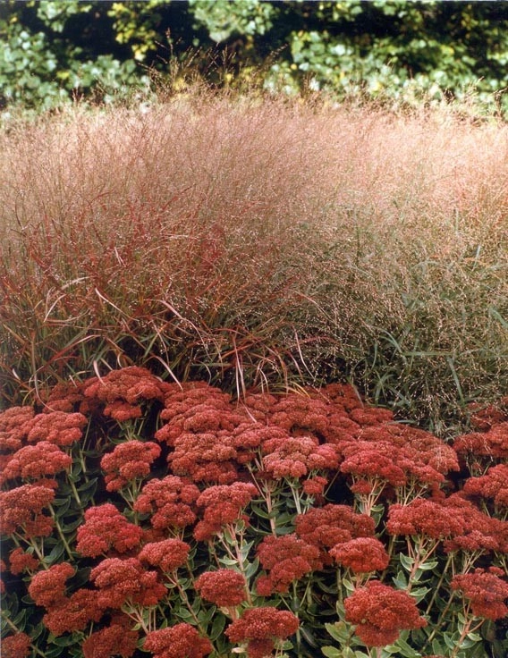 Butterfly Meadows by Back To Nature Home & Garden - Photo 7