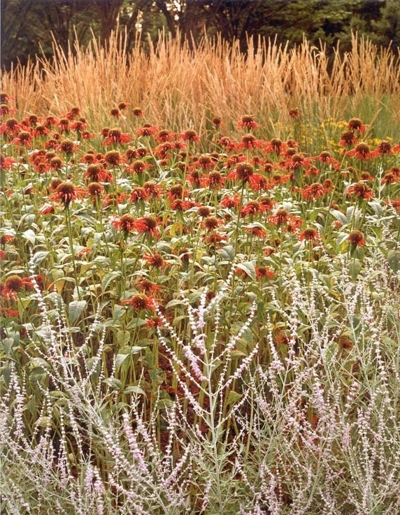 Deer Resistant Landscapes by Back To Nature Home & Garden - Photo 13
