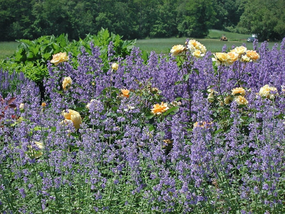 Deer Resistant Landscapes by Back To Nature Home & Garden - Photo 9