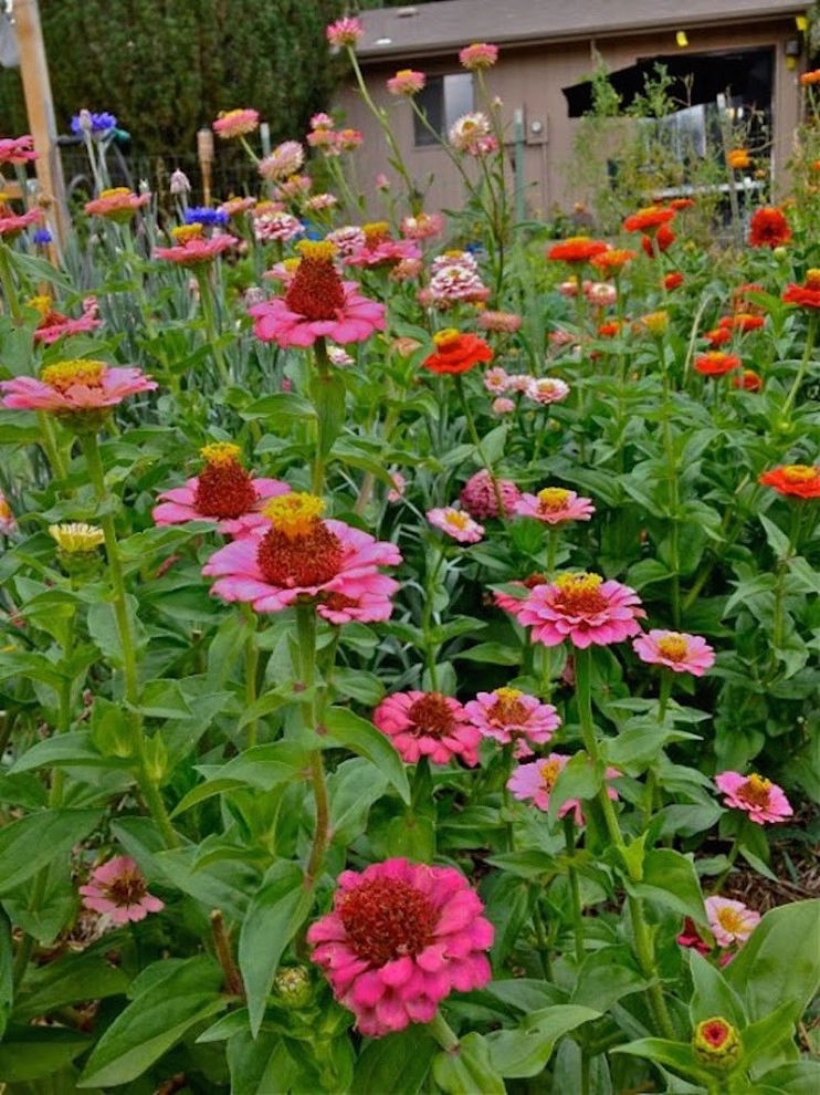 Backyard Revolutions - Photo 3