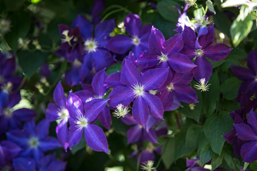Sundown Gardens - Photo 3