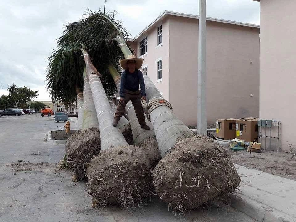 Broward County: Oakland by Sunset Gardens Inc. - Photo 11