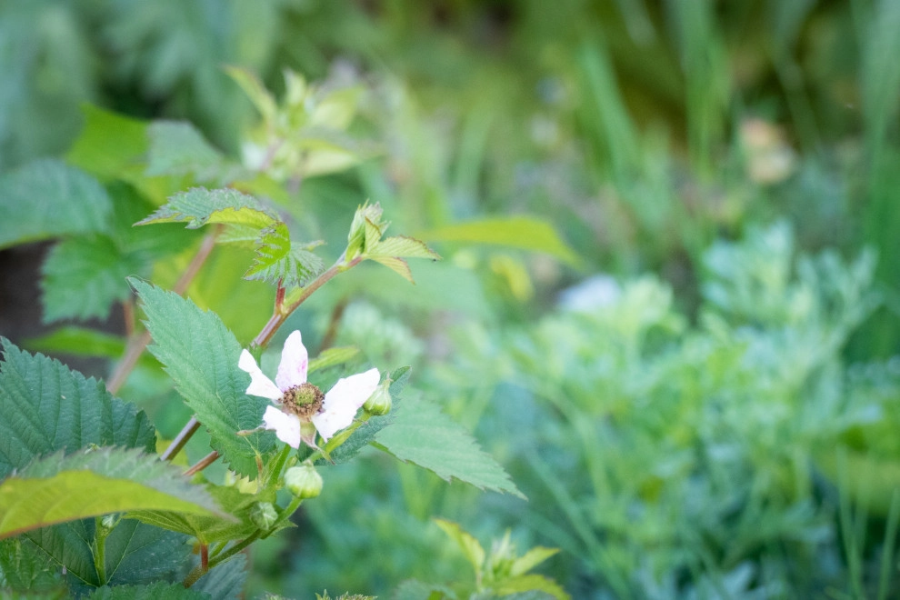 Contemporary Food Forest by Sweet Smiling Landscapes - Photo 18