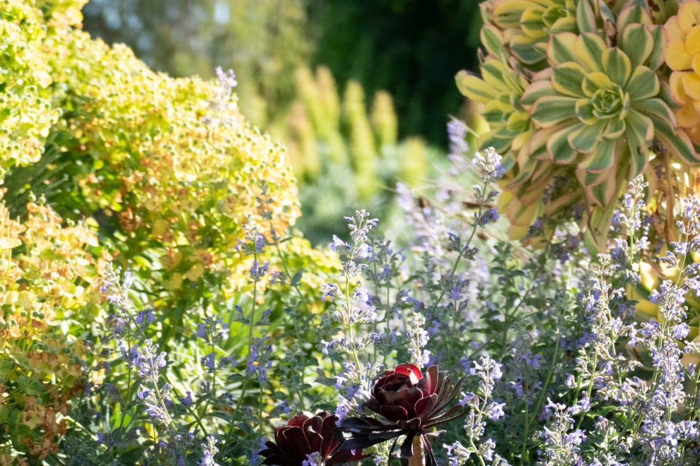 Midcentury Rustic by Sweet Smiling Landscapes - Photo 4