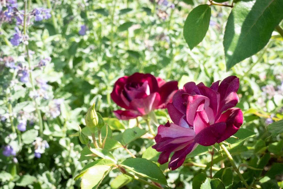 Provence comes to California by Sweet Smiling Landscapes - Photo 12