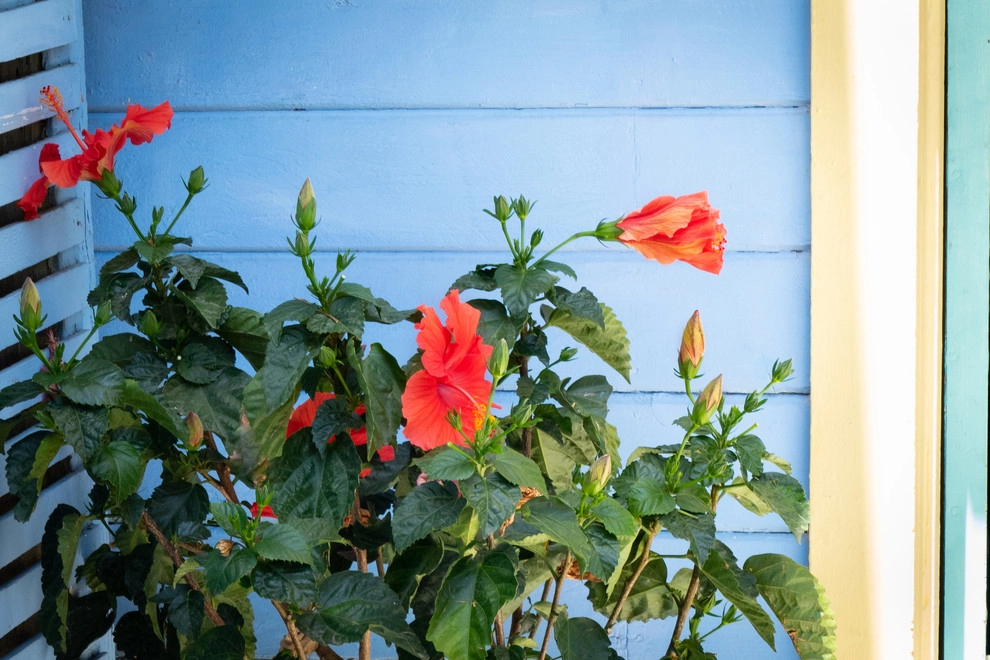 Upcycled Side Yard by Sweet Smiling Landscapes - Photo 8