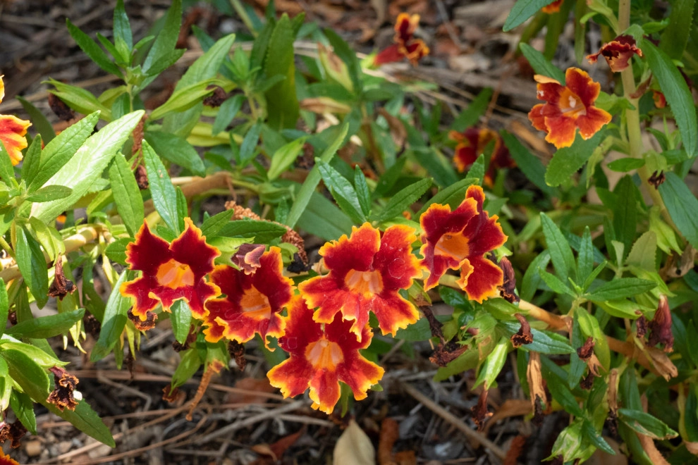 Native Fun by Sweet Smiling Landscapes - Photo 4