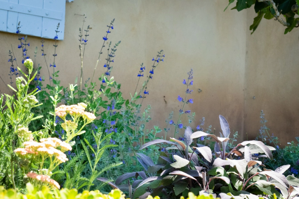Provence comes to California by Sweet Smiling Landscapes - Photo 4
