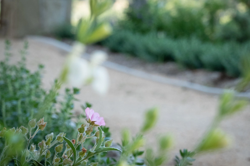 Provence comes to California by Sweet Smiling Landscapes - Photo 13