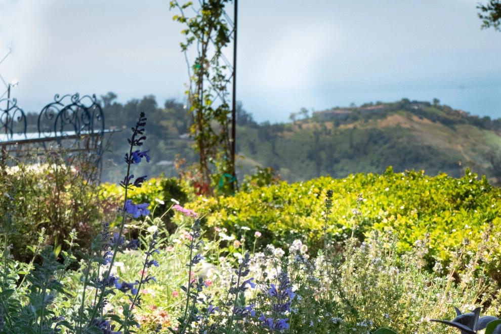 Provence comes to California by Sweet Smiling Landscapes - Photo 9