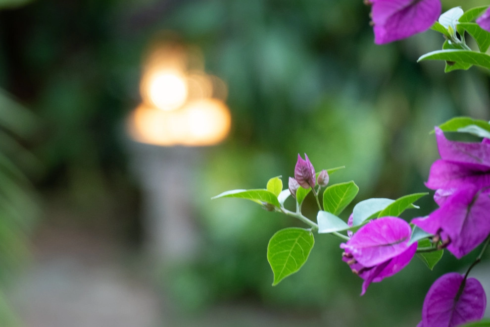 Willetta Ave. by Sweet Smiling Landscapes - Photo 5