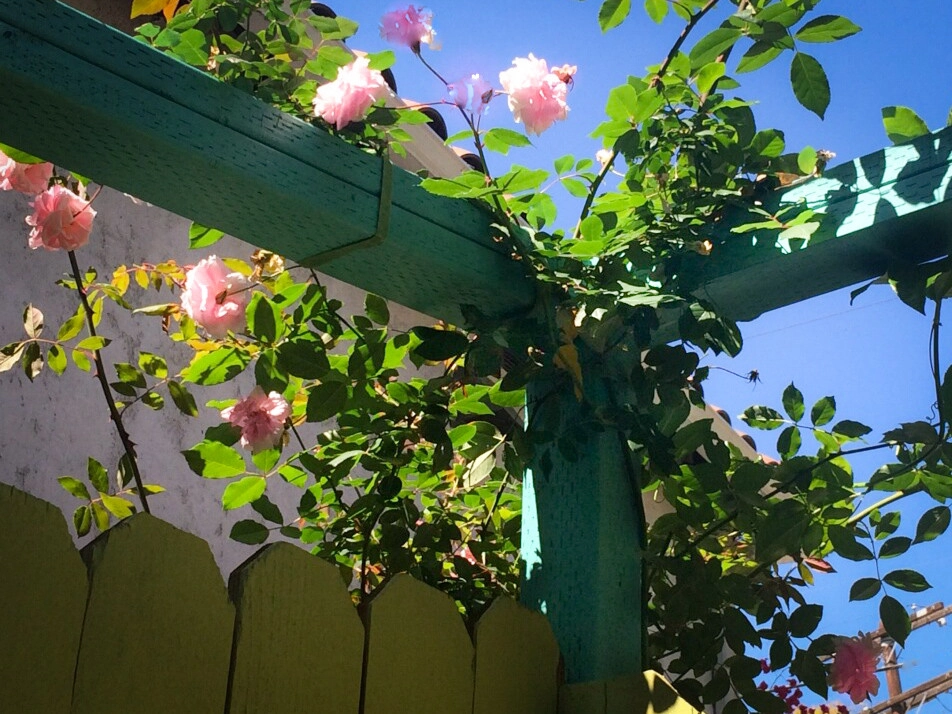 Upcycled Side Yard by Sweet Smiling Landscapes - Photo 7