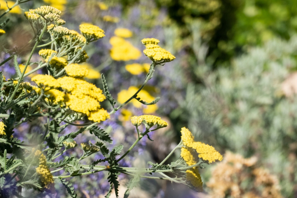 Midcentury Rustic by Sweet Smiling Landscapes - Photo 2