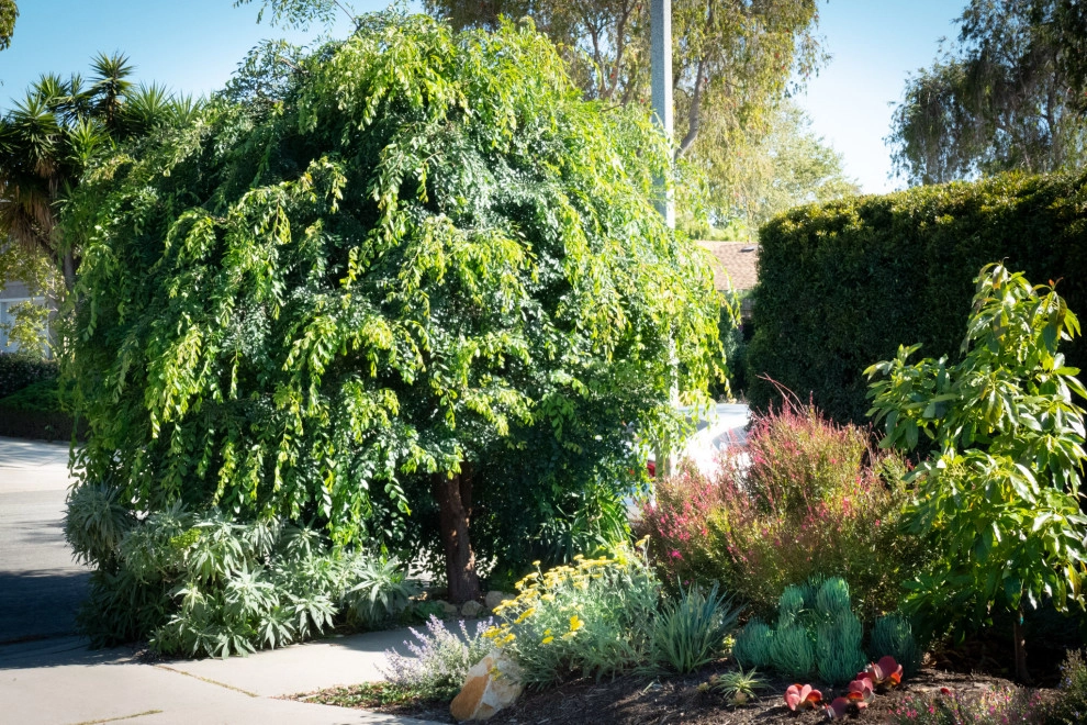 Midcentury Rustic by Sweet Smiling Landscapes - Photo 6