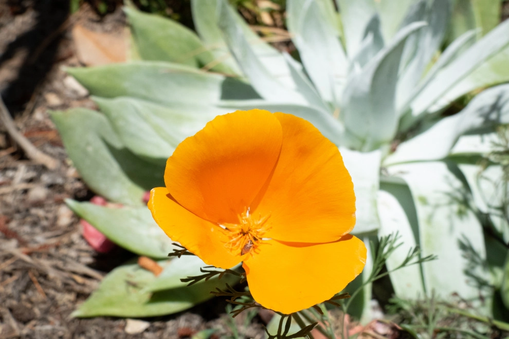 Native Fun by Sweet Smiling Landscapes - Photo 3