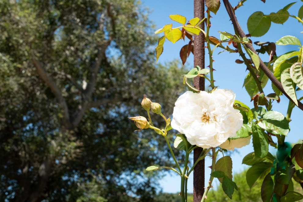 Provence comes to California by Sweet Smiling Landscapes - Photo 8
