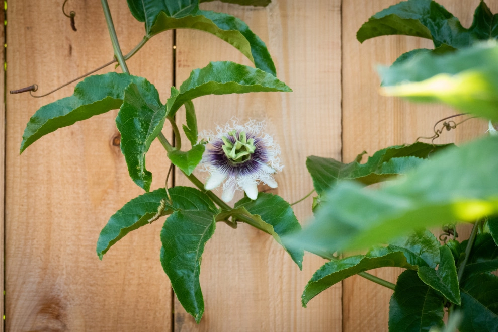 Contemporary Food Forest by Sweet Smiling Landscapes - Photo 7