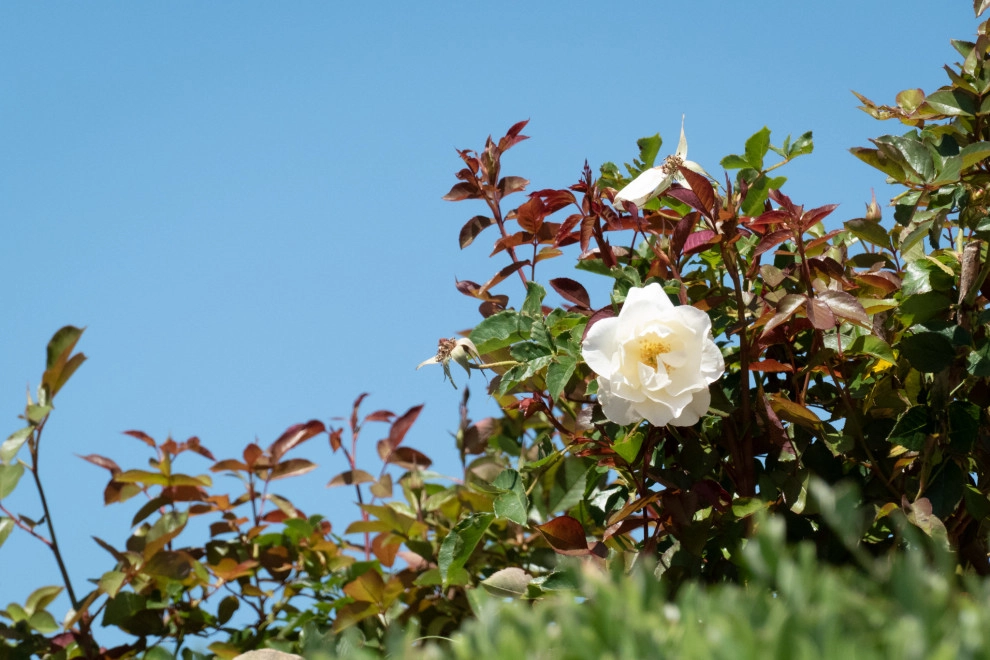 Provence comes to California by Sweet Smiling Landscapes - Photo 20