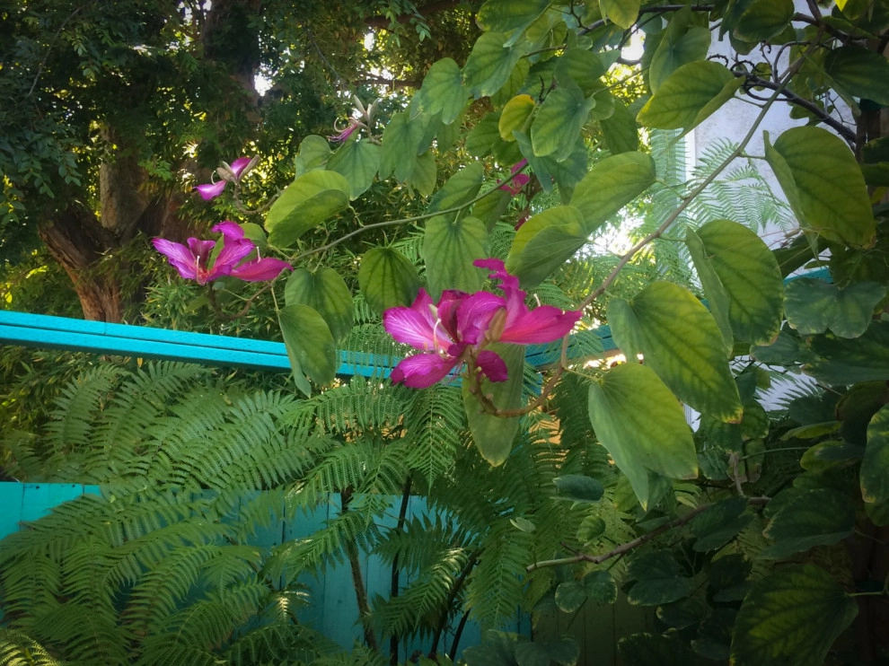 Upcycled Side Yard by Sweet Smiling Landscapes - Photo 13