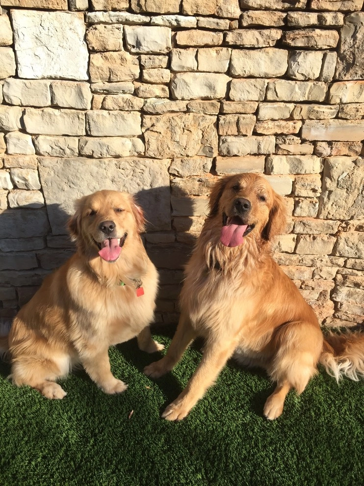 Pet yards and Dog Runs by SYNLawn Oklahoma - Photo 5