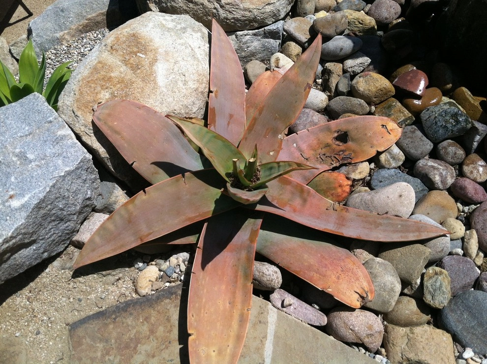 La Mesa Waterwise by Team G7 Landscape Design & Construction - Photo 12