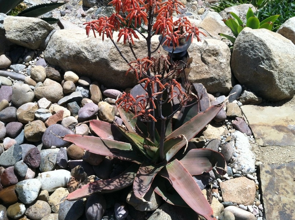 La Mesa Waterwise by Team G7 Landscape Design & Construction - Photo 9