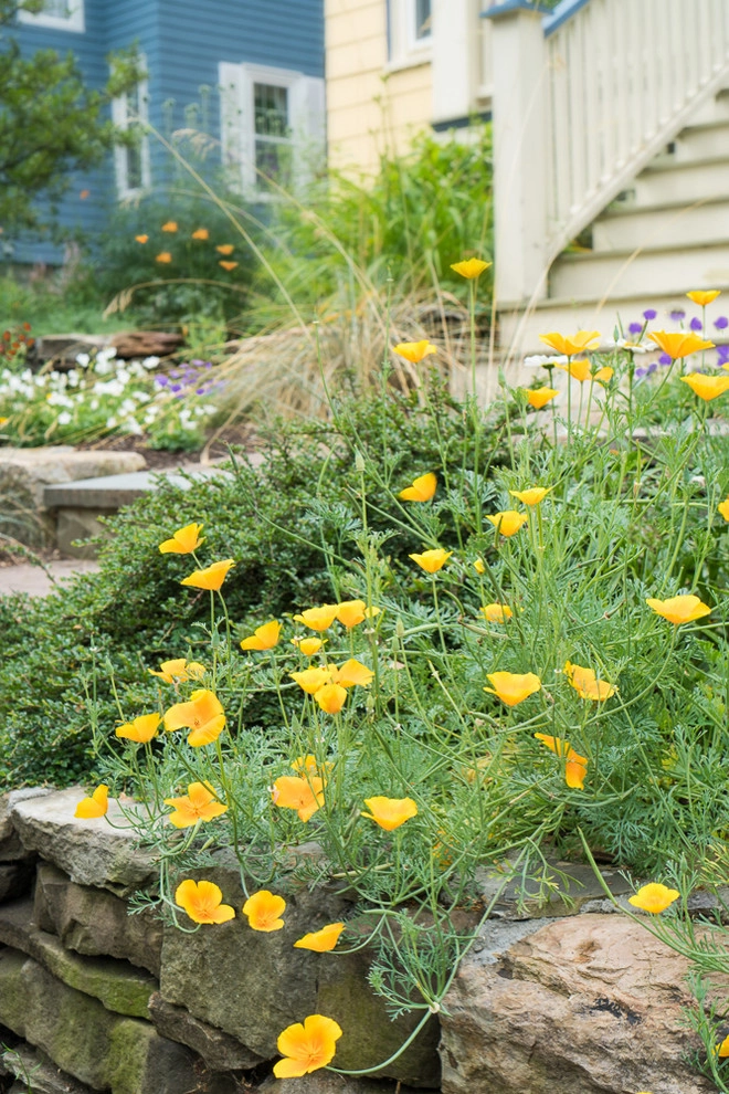 No Mow Front Yard by Terrascapes Landscape Design - Photo 4