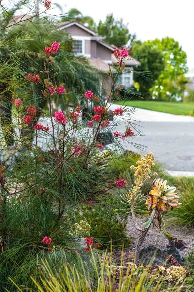 Encinitas, Lawn Removal by Barrels & Branches - Photo 3