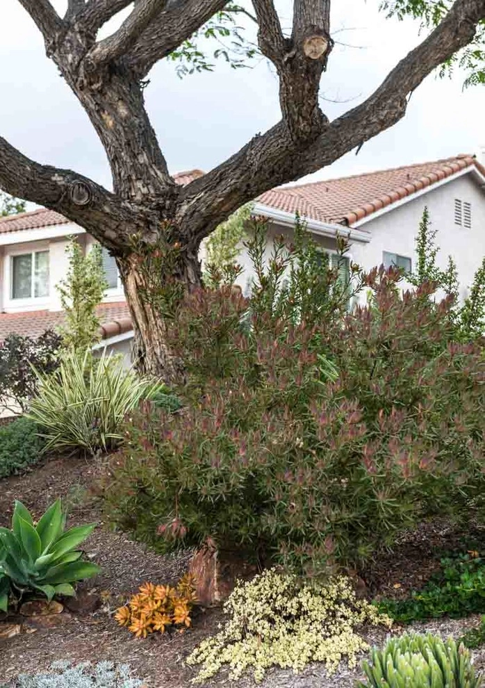 Encinitas, Front & Back Yard Lawn Conversion by Barrels & Branches - Photo 5