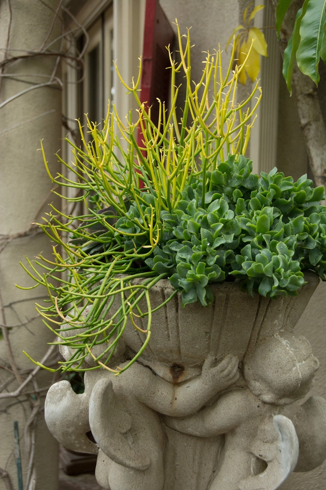 Encinitas Provencal Design & Installation by Barrels & Branches - Photo 8