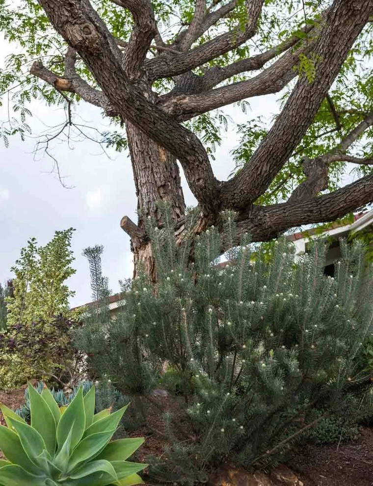 Encinitas, Front & Back Yard Lawn Conversion by Barrels & Branches - Photo 4