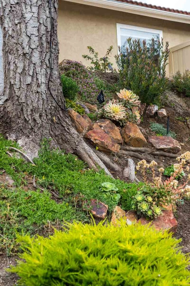 Carlsbad, Landscape Renovation by Barrels & Branches - Photo 8