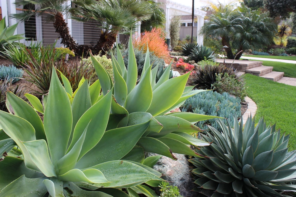 Solana Beach Contemporary Design & Installation by Barrels & Branches - Photo 15