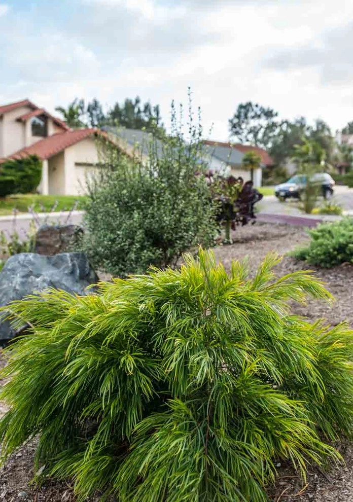Encinitas, Modernized Front Yard Landscape by Barrels & Branches - Photo 4
