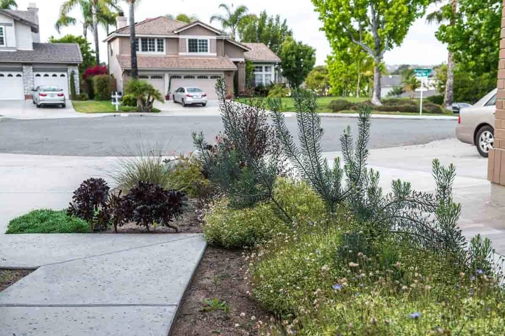 Encinitas, Lawn Removal by Barrels & Branches - Photo 4