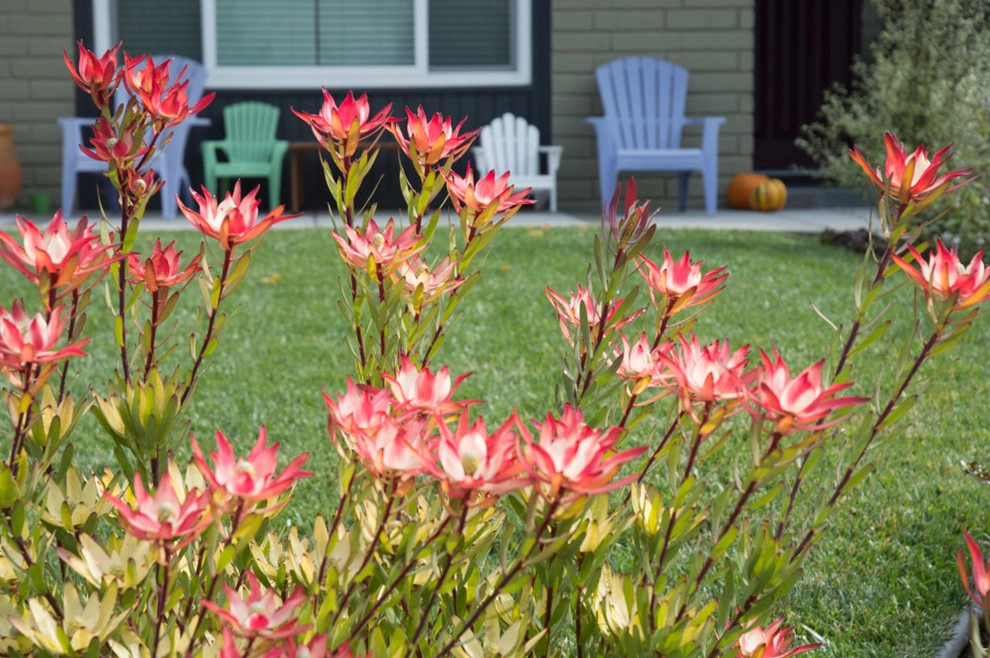 Encinitas Ranch Lawn Removal/Design/Installation by Barrels & Branches - Photo 4