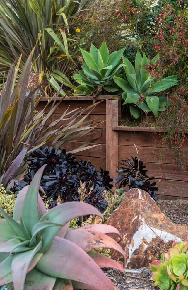 Encinitas, Front & Back Yard Lawn Conversion by Barrels & Branches - Photo 3