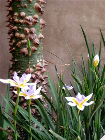 Padero Lane, Carpinteria by The Aldrich Company - Landscape Design - Photo 2