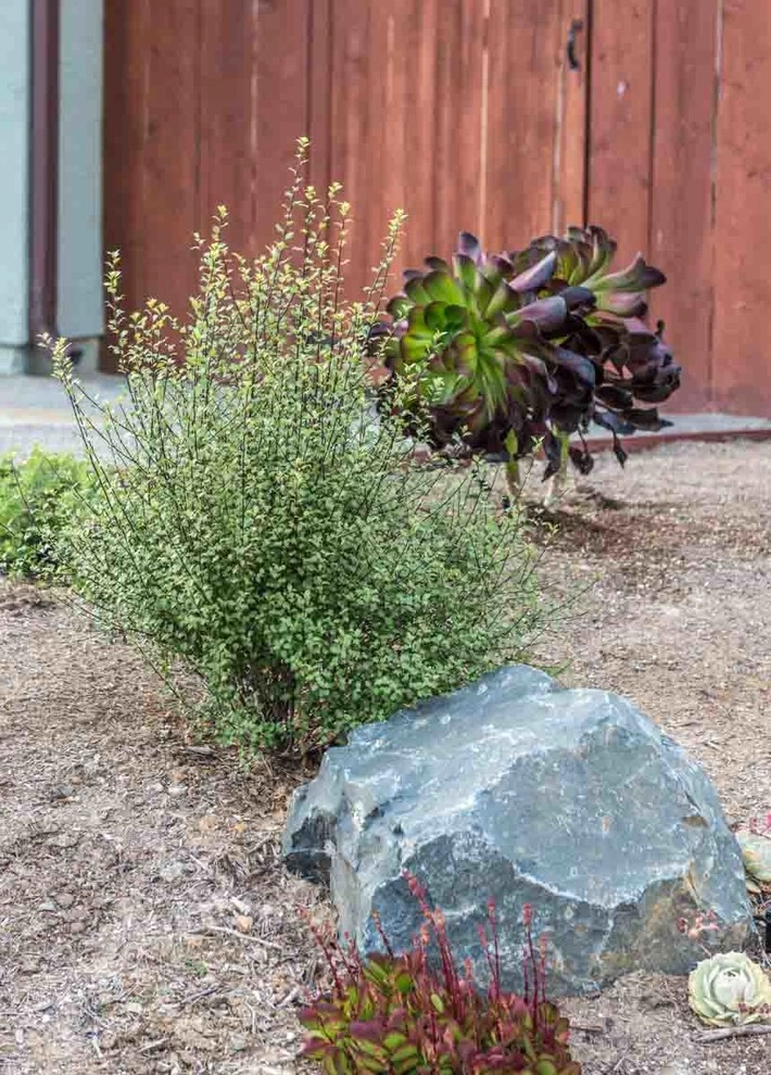 Encinitas, Modernized Front Yard Landscape by Barrels & Branches - Photo 6