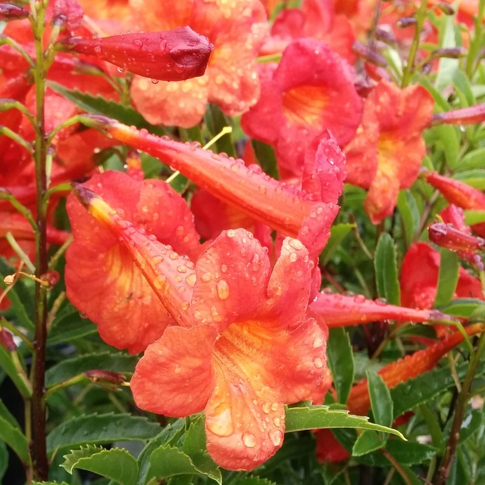 In The Nursery by Barrels & Branches - Photo 39