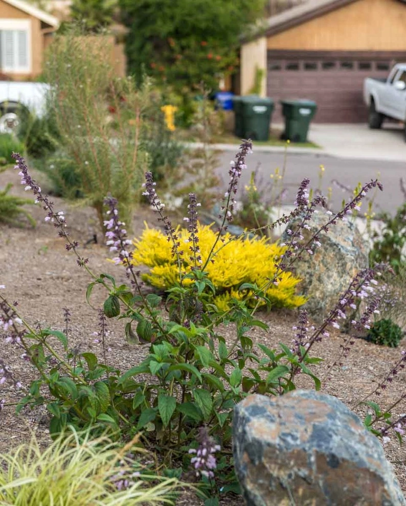 Encinitas, Modernized Front Yard Landscape by Barrels & Branches - Photo 2