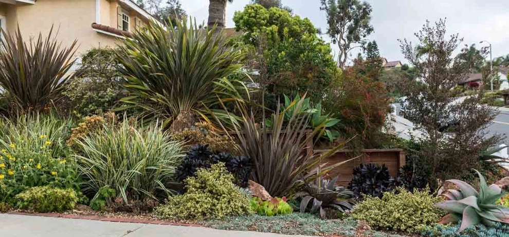 Encinitas, Front & Back Yard Lawn Conversion by Barrels & Branches - Photo 2