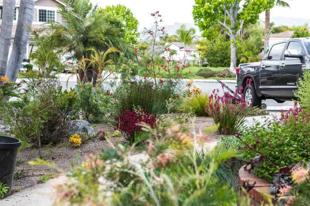 Encinitas, Lawn Removal by Barrels & Branches - Photo 5
