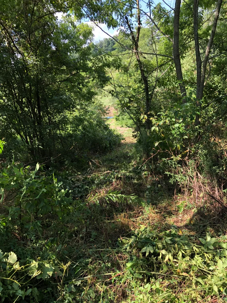 Vegetation Trimming by M&M Contracting - Photo 7